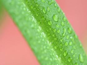 吊兰桌面壁纸