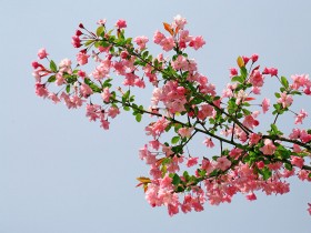 海棠花桌面壁纸