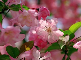 海棠花桌面壁纸