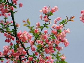 海棠花桌面壁纸