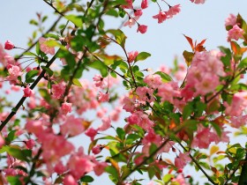 海棠花桌面壁纸
