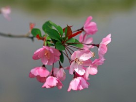 海棠花桌面壁纸