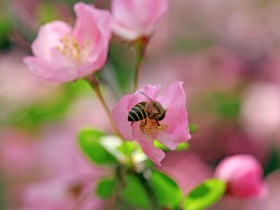 海棠花桌面壁纸