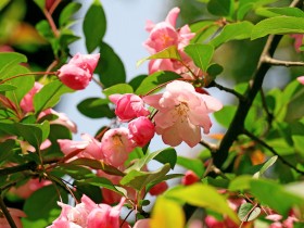 海棠花桌面壁纸
