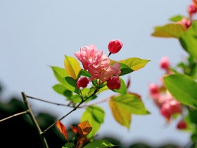 海棠花桌面壁纸