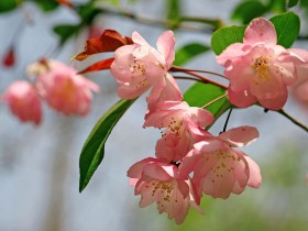海棠花桌面壁纸