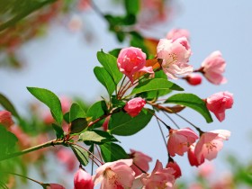 海棠花桌面壁纸