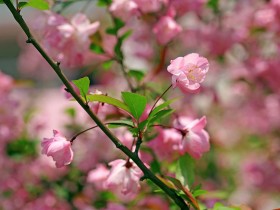 海棠花桌面壁纸