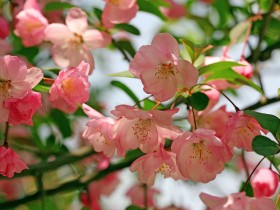 海棠花桌面壁纸