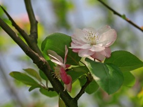 海棠花桌面壁纸