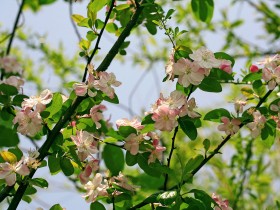 海棠花桌面壁纸