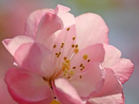 海棠花桌面壁纸