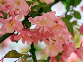 海棠花桌面壁纸