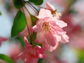 海棠花桌面壁纸
