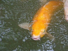 锦鲤桌面壁纸