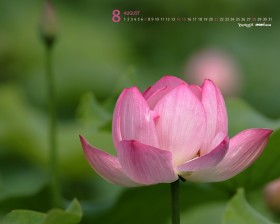 雅虎韩国8月风景月历桌面壁纸