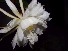 昙花桌面壁纸