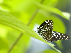 漂亮蝴蝶壁纸