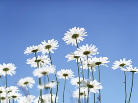 白色小花朵桌面壁纸