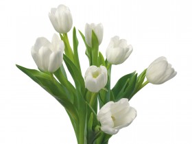 白色小花朵桌面壁纸