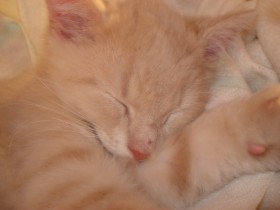 可爱猫咪桌面壁纸