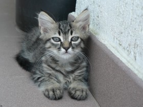 可爱猫咪桌面壁纸