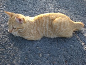 可爱猫咪桌面壁纸
