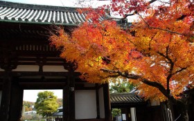 日本庭院观秋桌面壁纸