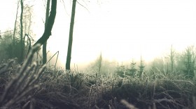 2012年冬日雪景摄影桌面壁纸