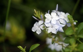 《春暖花开》 春天花，植物桌面壁纸