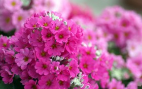 《春暖花开》 春天花，植物桌面壁纸