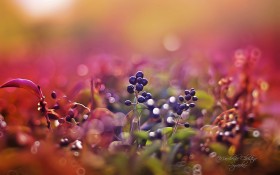 《寻梦园》梦幻花卉植物桌面壁纸
