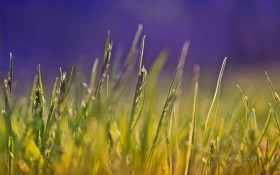 《寻梦园》梦幻花卉植物桌面壁纸