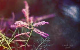 《寻梦园》梦幻花卉植物桌面壁纸