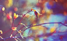 《寻梦园》梦幻花卉植物桌面壁纸
