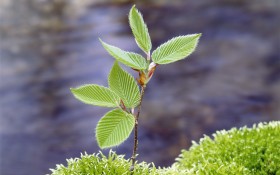 树苗（Saplings）微软官方Win7主题桌面壁纸