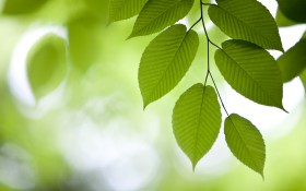 森林（Forests） 微软官方Win7主题桌面壁纸