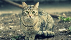 猫猫咪：可爱猫猫桌面壁纸