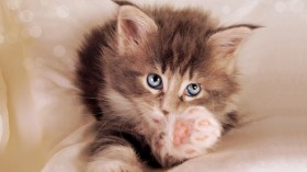 猫猫咪：可爱猫猫桌面壁纸