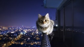 猫猫咪：可爱猫猫桌面壁纸