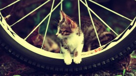 猫猫咪：可爱猫猫桌面壁纸