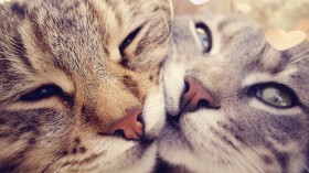 猫猫咪：可爱猫猫桌面壁纸