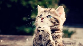 猫猫咪：可爱猫猫桌面壁纸