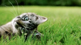猫猫咪：可爱猫猫桌面壁纸
