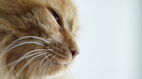 猫猫咪：可爱猫猫桌面壁纸