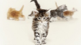 猫猫咪：可爱猫猫桌面壁纸