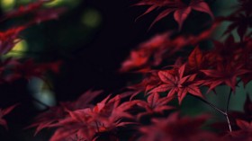 秋季唯美摄影桌面壁纸[1920x1080]