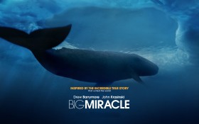 巨大奇迹 Big Miracle电影桌面壁纸
