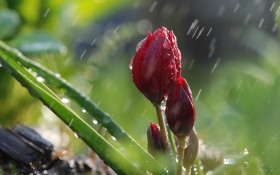 夏天的雨风景桌面壁纸