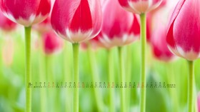 2012年8月日历桌面壁纸